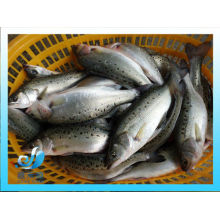 frozen fresh wholeround seabass for sale